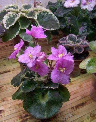 Shirl's Freckled Face.JPG