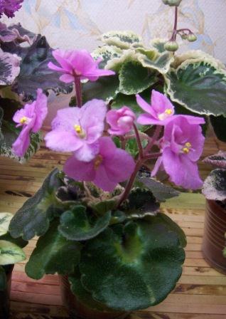 Shirl's Freckled Face 2.JPG