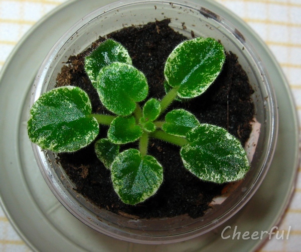 Shirls Hawai Lei.jpg