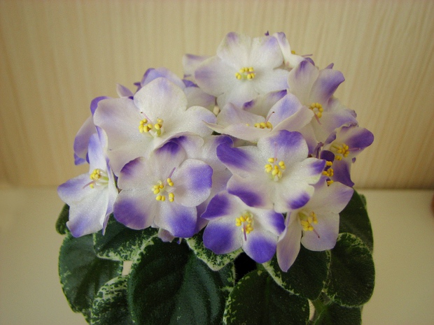 Shirl's Hawaiian Lei6.JPG