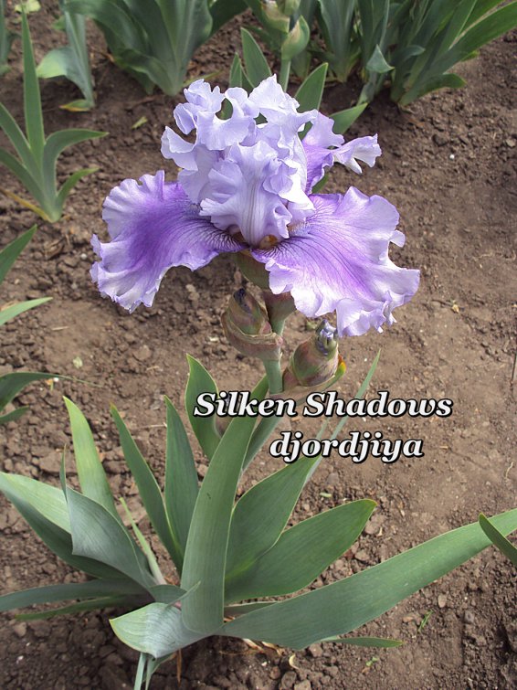 Silken_Shadows_800.jpg