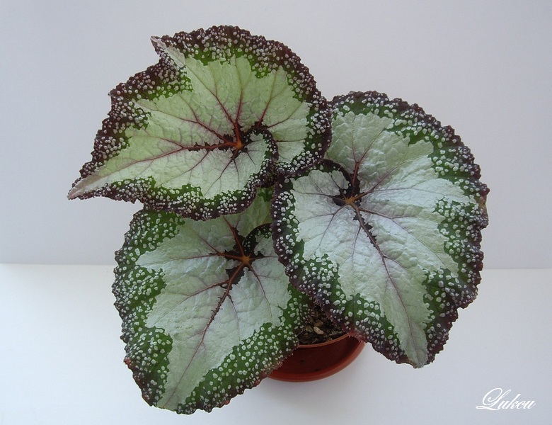 Silver Greenheart.jpg