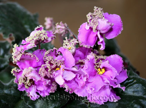 Silverglade Rumples.jpg