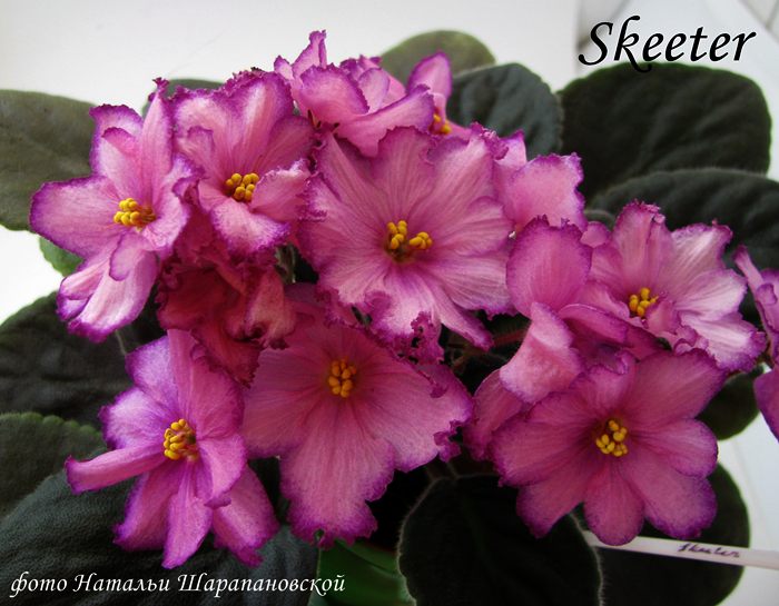 Skeeter (J.Cochran)1.jpg