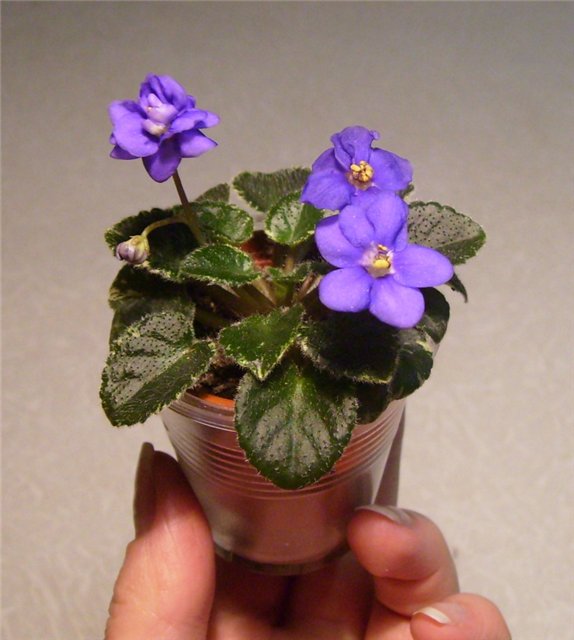 Spotted Pony спорт.рад.jpg