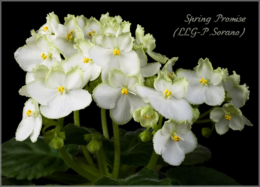 Spring Promise (LLG-P.Sorano)2.jpg