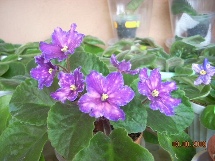 Stargate, спорт.jpg