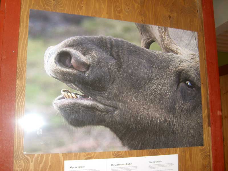STP66049.jpg