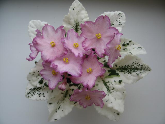 Strawberry Daiguiri .Belaja.jpg