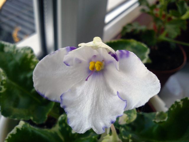 suncoast_offchore_seabreeze первое цветение.JPG