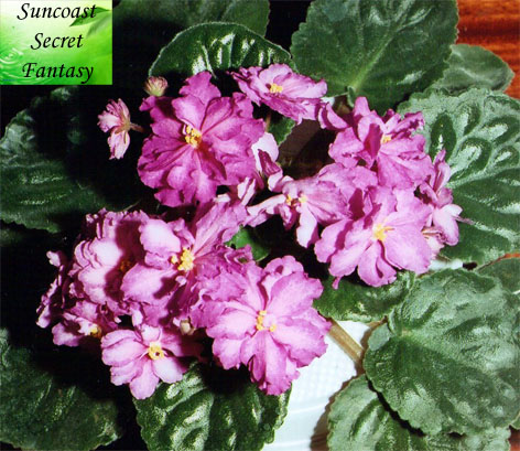 Suncoast Secret Fantasy.jpg