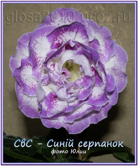 SvS_Sini_serpanjc2222.jpg