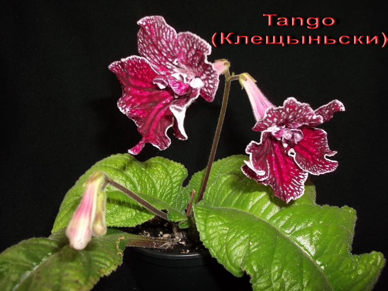 Tango (Клещыньски)3.jpg