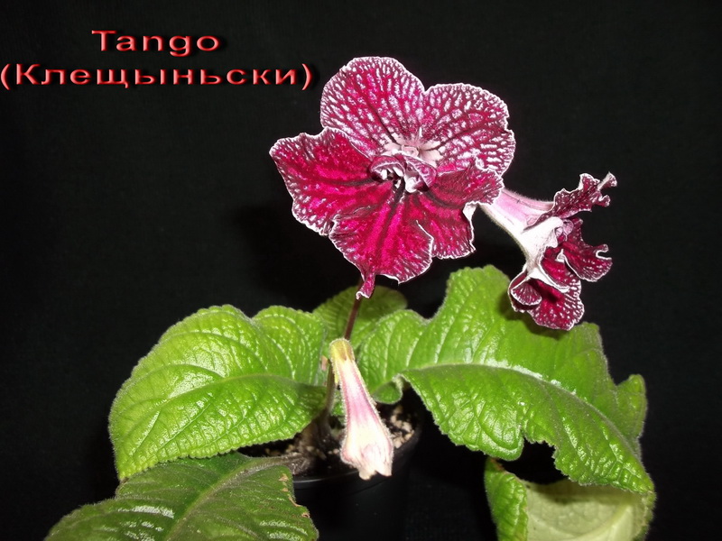 Tango (Клещыньски) 2.jpg