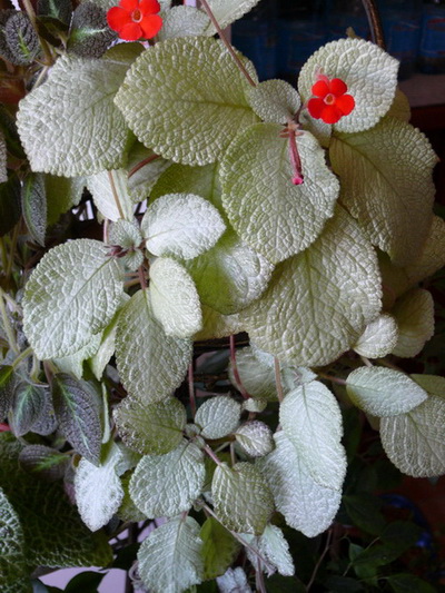 Temiscaming (Kartuz).jpg