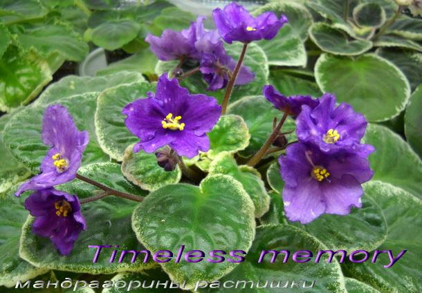 Timeless memory 2.jpg