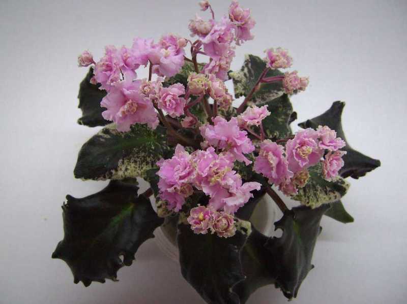 Touch Of Irish 1.jpg