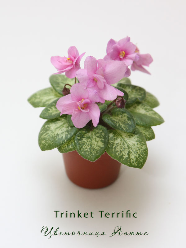 Trinket-Terrific.jpg