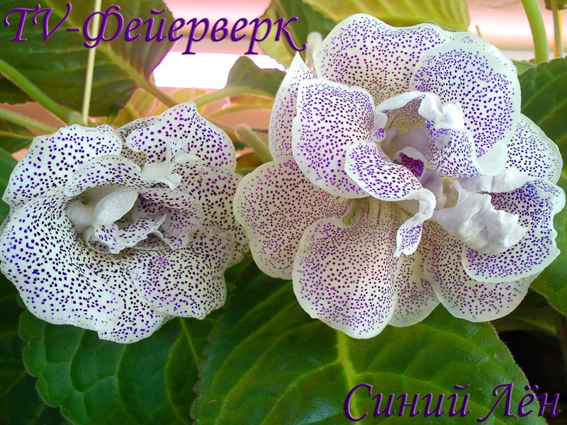 TV-Фейерверк и Синий Лён.jpg