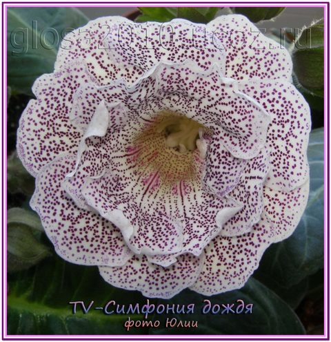 TV_Simfonia_dogdya222.jpg