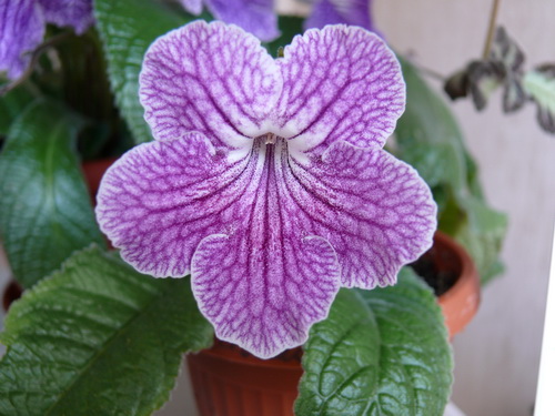 UA-Вересковый Цвет.jpg