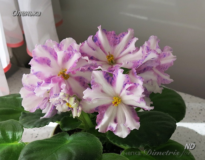 Оленька5.JPG