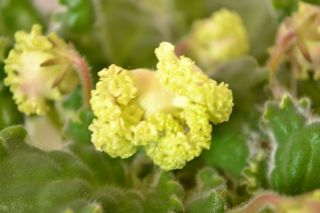 апрель 12 045 - копия.JPG