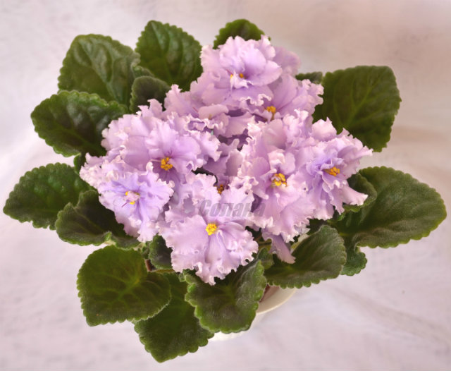 апрель 12 068 - копия - копия.JPG