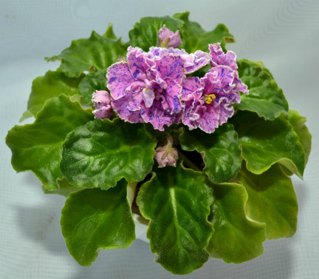 апрель 12 131 - копия - копия.JPG