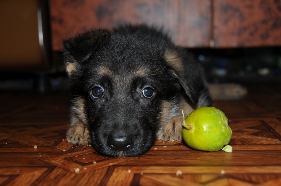 Очень любил огурцы и капусту.JPG