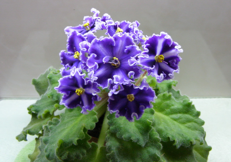 Victorian Parasol.jpg