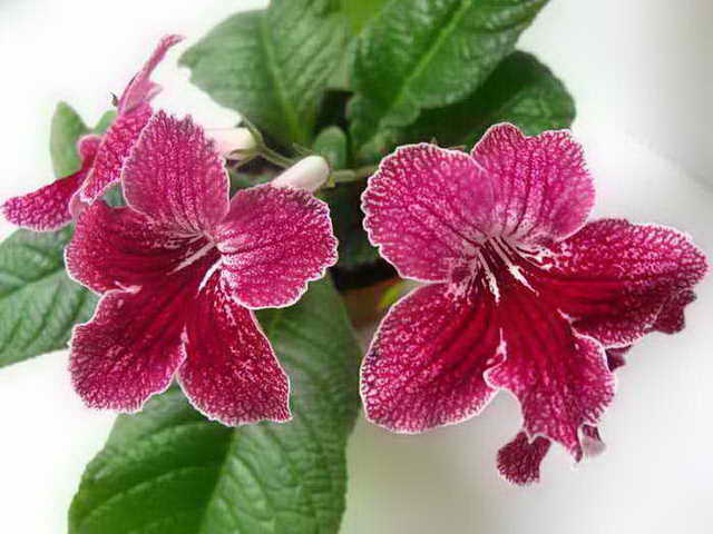 Victorian Valentine17092008.jpg