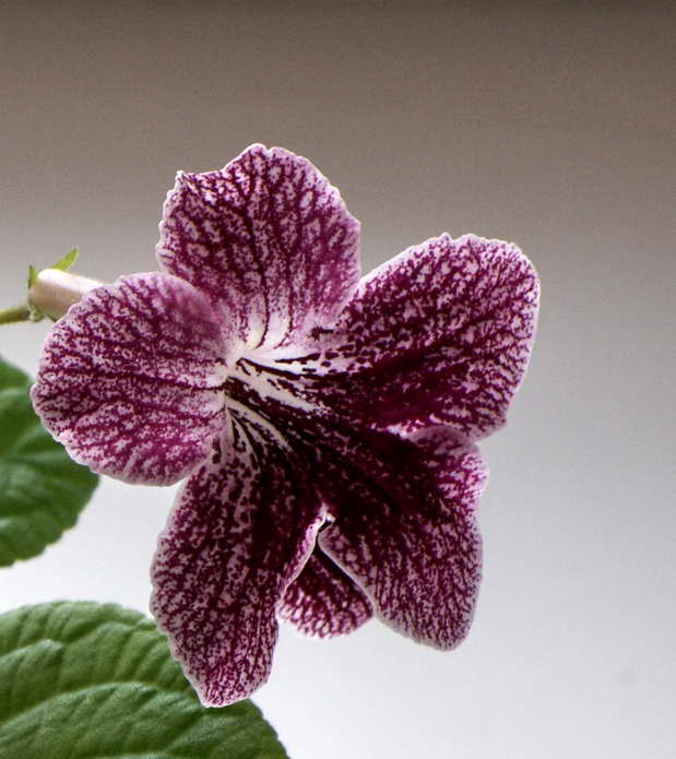 Victorian Valentine.jpg